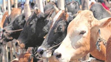Six held on cow slaughter charge in UP's Bareilly