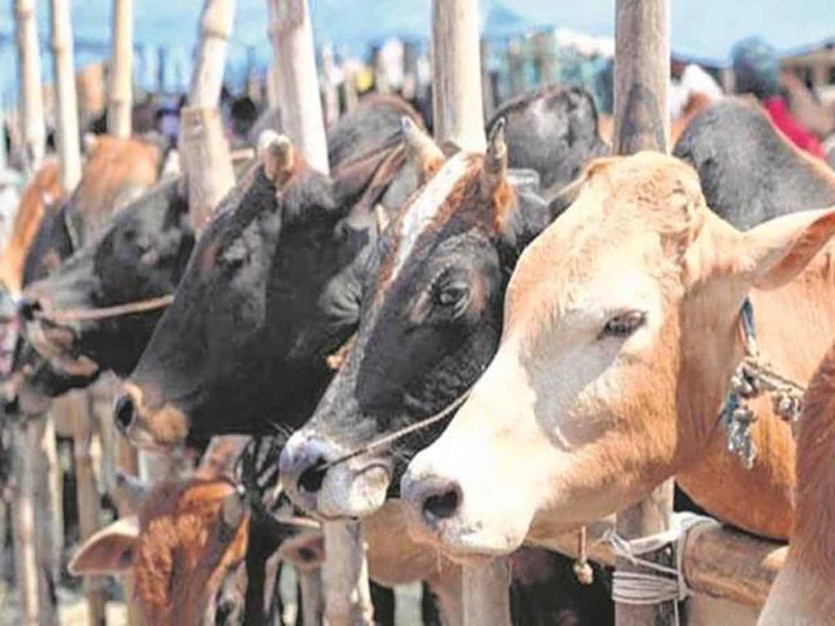 Six held on cow slaughter charge in UP's Bareilly