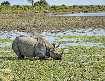 Now there are 42 rhinos in Dudhwa