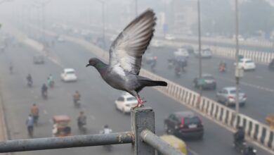 New Delhi: A pigeon perches on a structure as vehicles ply on a road amid low visibility due to heavy smog, in New Delhi, Monday, Nov. 9, 2020. (PTI Photo/Atul Yadav)