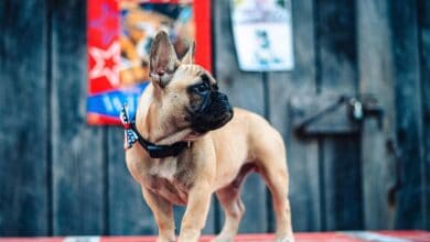 This French bulldog becomes the newly elected mayor of US town