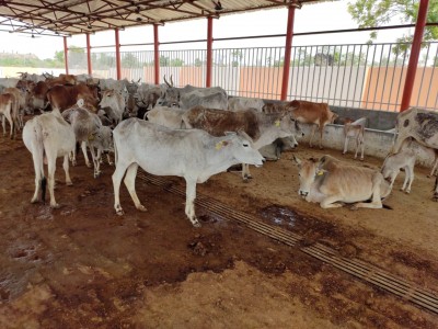 Jail inmates to take care of cow shelters in UP