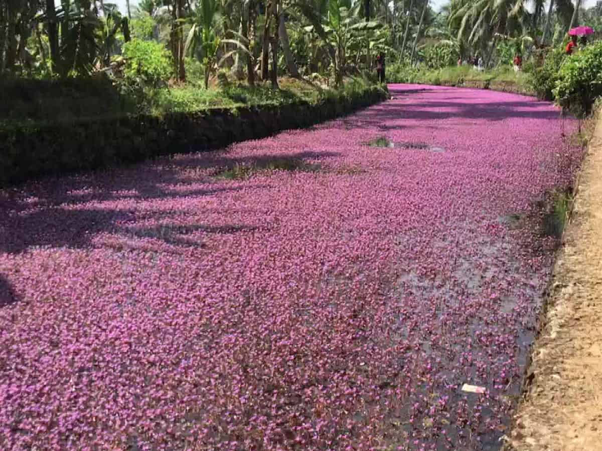 Experts warn Kerala’s viral ‘pink river’ could be harmful to ecology