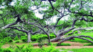 Two years of saline drips help 700-year-old banyan tree breathe easy.
