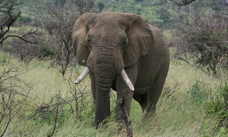 elephant