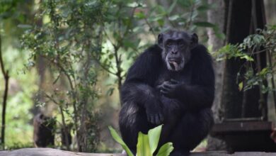 Suzi, the only chimpanzee in Hyderabad zoo, dies at 35