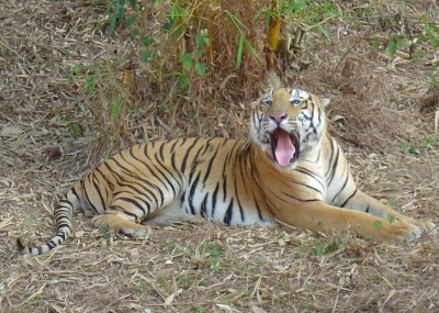 Tiger attacks: Villages in Telangana's Asifabad living in fear