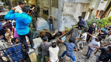 Indian bison spotted at a residential area in Pune