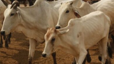 Three men booked for cow slaughter in Karnataka