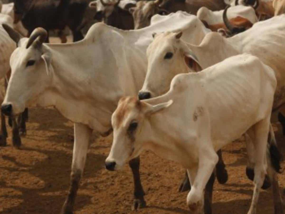Maha cabinet nod for cow service commission to implement beef ban law