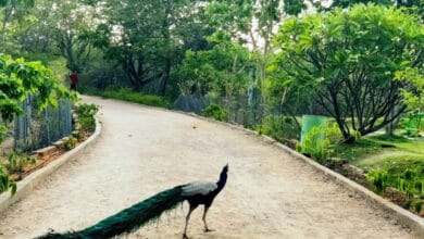 KBR Park in Hyderabad has 565 peacocks