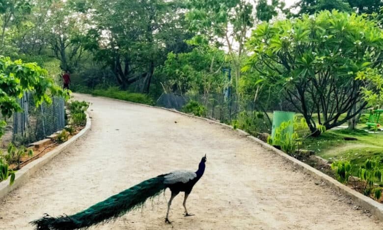 KBR Park in Hyderabad has 600 peacocks