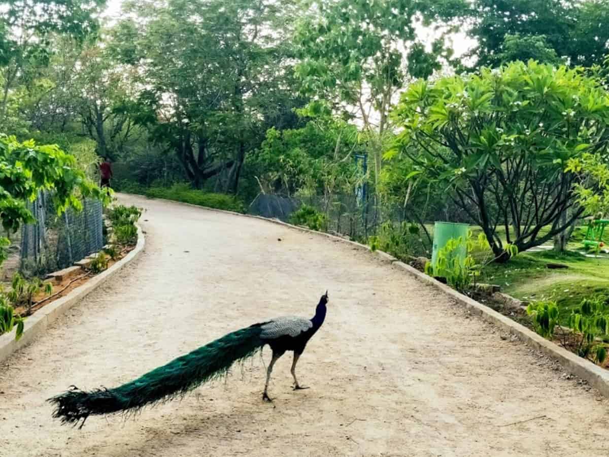 KBR Park in Hyderabad has 565 peacocks