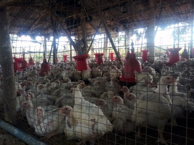 Poultry profitability expected to improve by 200 bps in FY21: Crisil