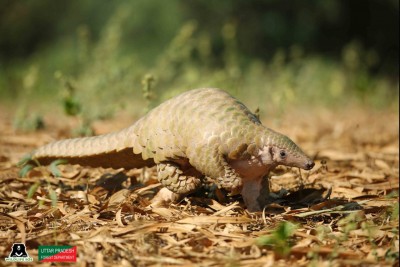 Rare pangolin rescued near Agra