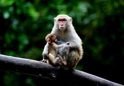 South India's first rehabilitation centre for monkeys comes up in Telangana