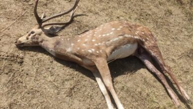 Forest officials nab six for hunting spotted deer in Mulugu