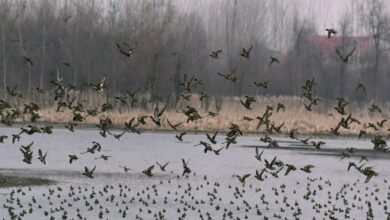 Bird flu