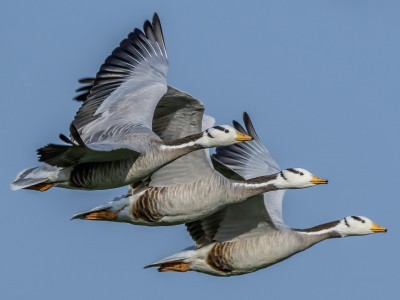 Bird flu: Bar-headed geese worst hit in Pong wintering ground