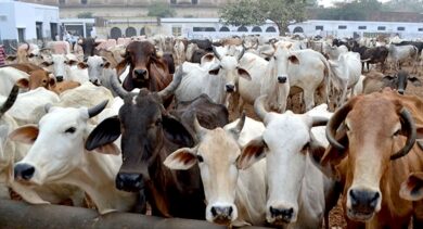First case under anti-cow slaughter Act registered: K'taka minister