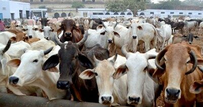 First case under anti-cow slaughter Act registered: K'taka minister