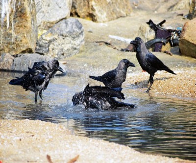Samples of dead crows in Delhi sent for testing amid bird flu scare