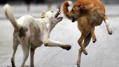 stray dog attack in Telangana
