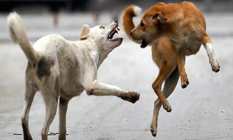 Hyderabad: Neighbour’s pet dog attacks 10-year-old in Erragadda