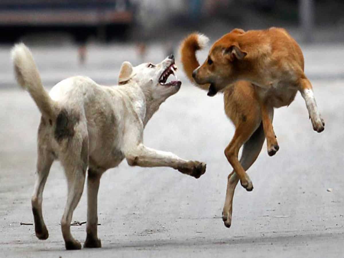 Telangana: Stray dogs maul child to death near Kazipet railway quarters