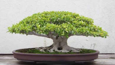 Hyderabad: Rare Bonsai plant stolen from retired IPS officer's house