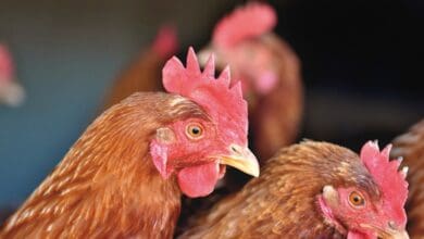 Malaysia's ban on chicken exports takes effect