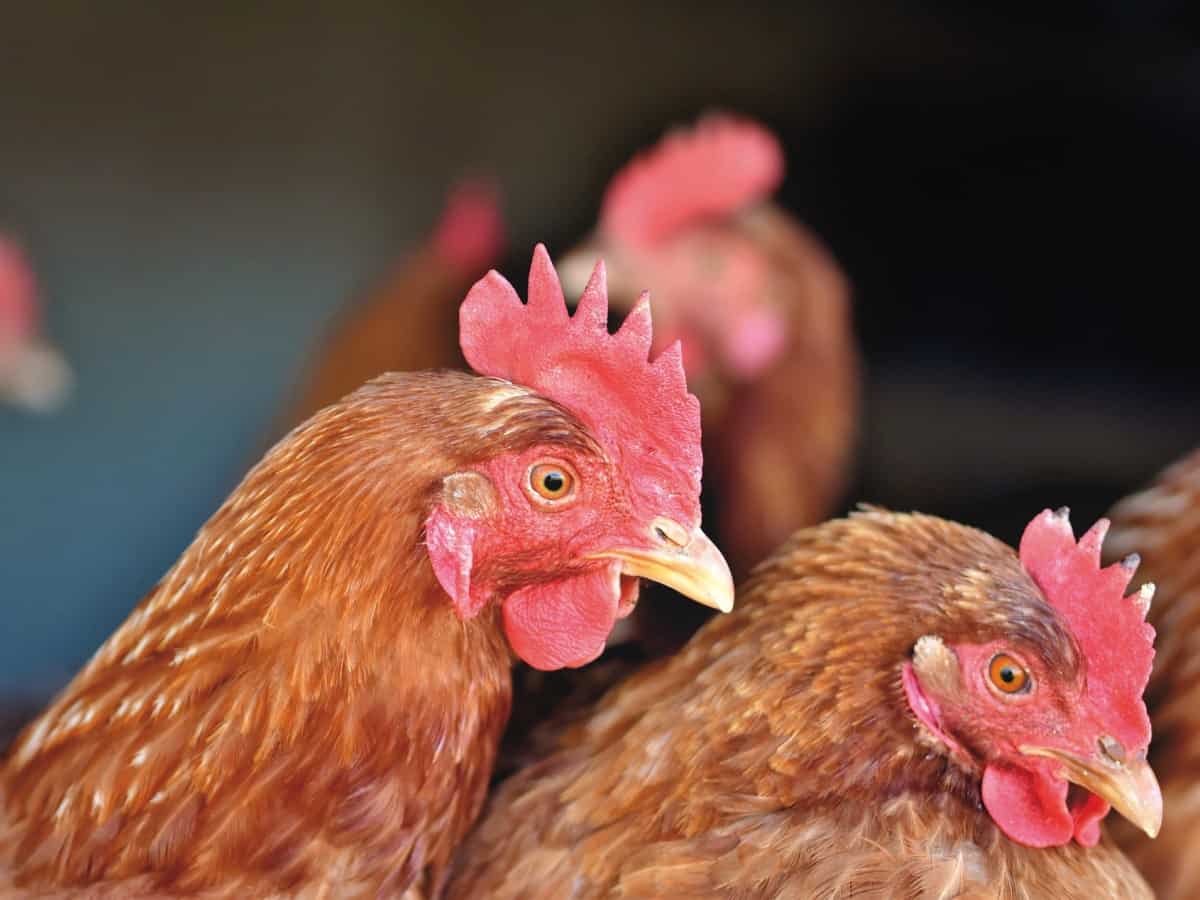 Malaysia's ban on chicken exports takes effect
