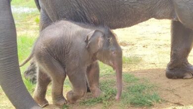 Name baby elephant born in Dudhwa & win gift