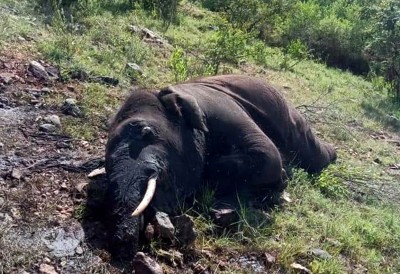 Five elephants die in Odisha forest in last 2 weeks