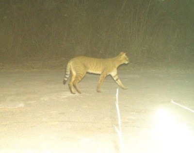 Jungle cat, not leopard near Hyderabad Airport: Forest officials