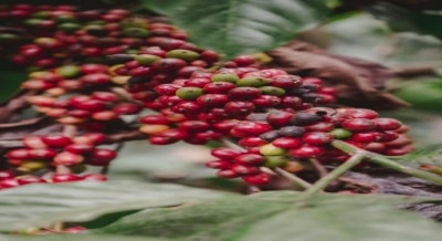 Nature at its best in Coorg's coffee plantations