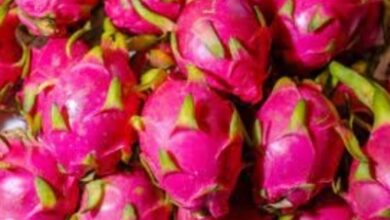 Now a dragon fruit festival in UP