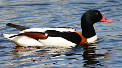 Shelduck