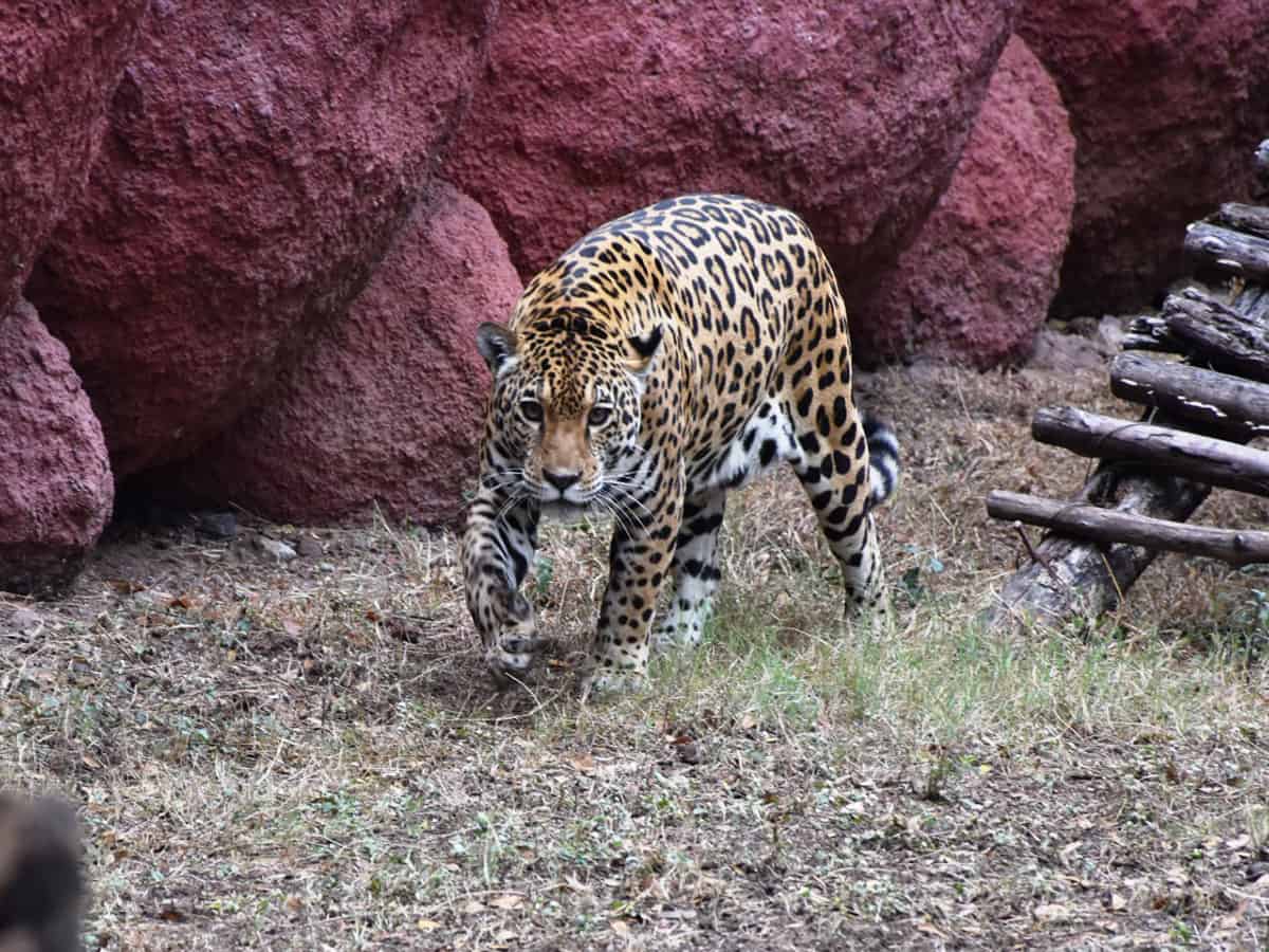 Hyderabad: Leopard scare in Shamshabad, officials on high alert