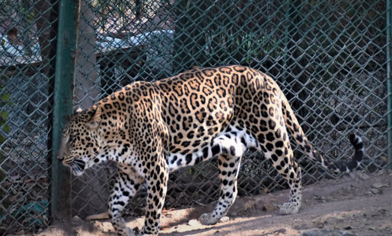 Hyderabad Zoo
