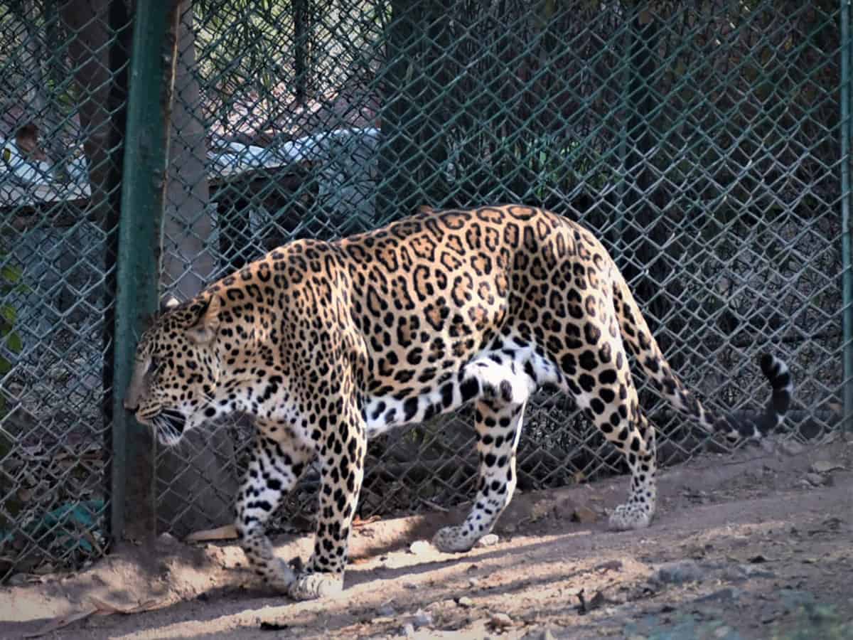 Family members of State WWF Chairman adopt animals at Hyderabad Zoo