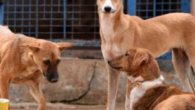 20 dogs tied, thrown to death from bridge in Telangana's Sangareddy