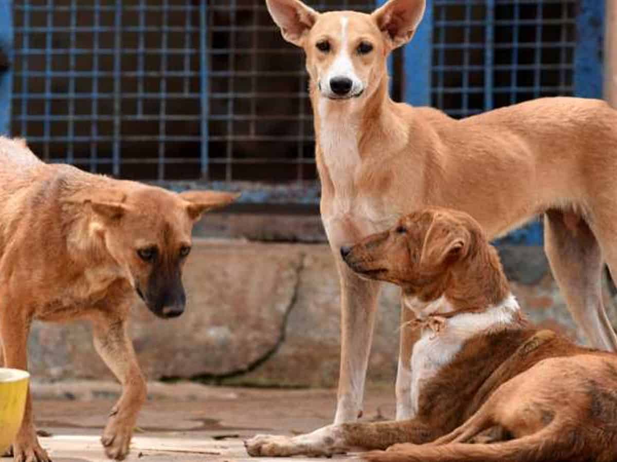 20 dogs tied, thrown to death from bridge in Telangana's Sangareddy