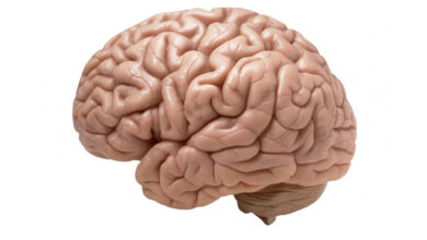 Scientists claim to develop brain tissue from 3D-printed bioreactor