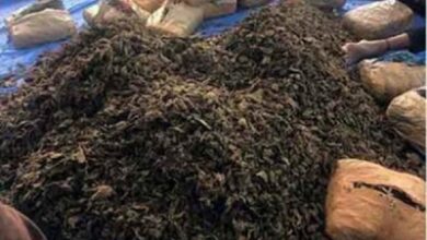 3,000 kg ganja worth Rs 80 lakh seized in Andhra Pradesh