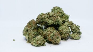 45kg marijuana recovered in J&K in 24 hours