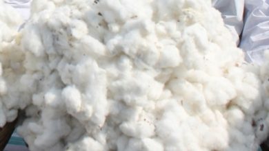 Pakistan's Textile Ministry asks Govt to lift ban on import of cotton from India