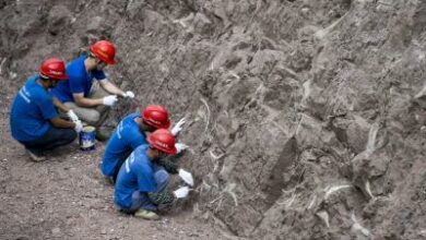 Dinosaur toe bone found in South Korea