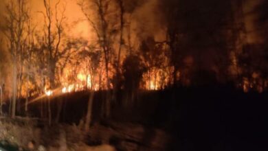 Fire breaks out in forest in Telangana's Nagarkurnool, no casualties reported