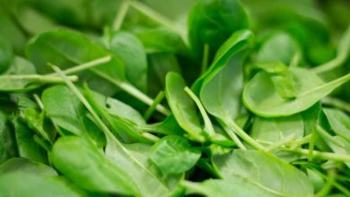 Researchers discover decellularised spinach serves as edible platform for laboratory-grown meat